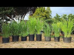 Lemon Grass